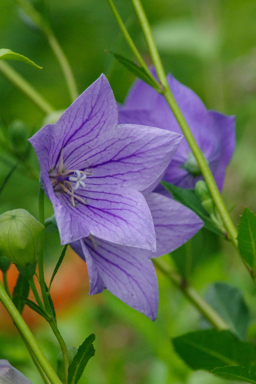 flower, flowering plant, plant, purple, beauty in nature, freshness, close-up, petal, fragility, growth, flower head, nature, plant part, leaf, inflorescence, no people, wildflower, focus on foreground, harebell, green, botany, blossom, springtime, outdoors, iris