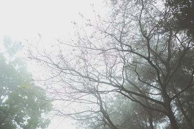 Low angle view of bare trees against sky