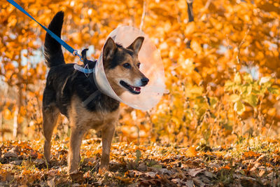 Dog running on field