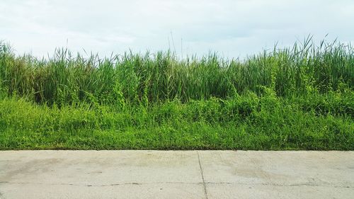 Plants growing on field against sky