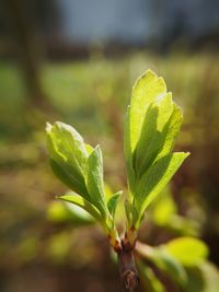 Close-up of plant growing on field