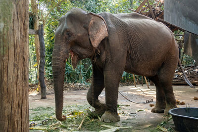 Side view of elephant in forest