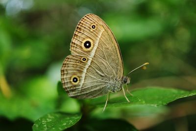 Close-up of butterfly on leaf