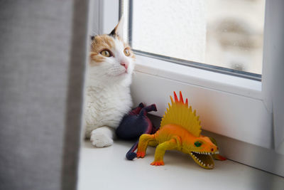 Cat relaxing by toy on window sill at home