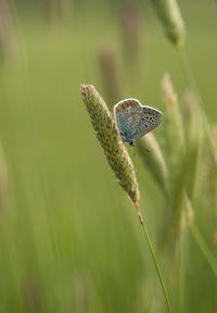 Close-up of butterfly on leaf