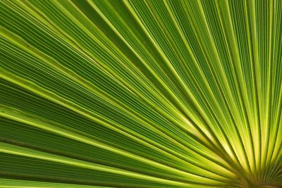 Full frame shot of palm tree leaves