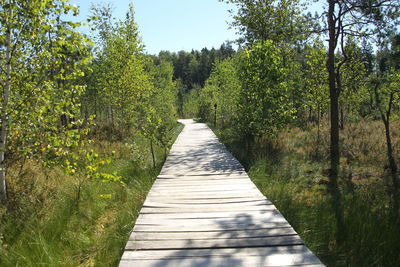 Footpath amidst trees in forest