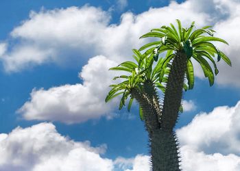 Low angle view of palm tree against sky