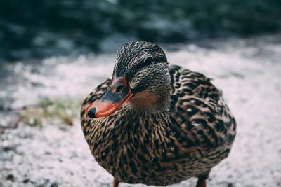 Close-up of female duck