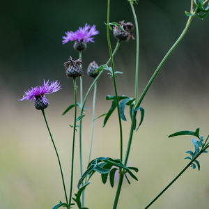 Close-up of insect on purple flowers