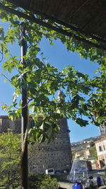 Low angle view of tree against sky in city