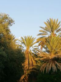 Low angle view of palm trees against clear sky