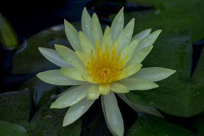 Close-up of wet lotus water lily in rainy season