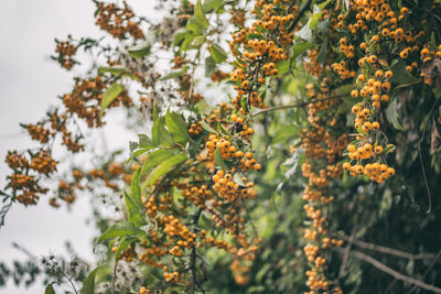 Close-up of fruit growing on tree