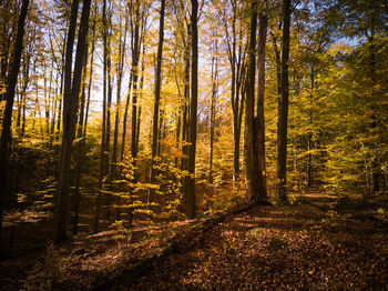 Trees in forest during autumn