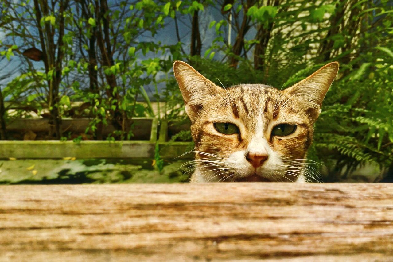 CLOSE-UP PORTRAIT OF A CAT ON TREE