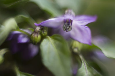 Close-up of purple flowers blooming