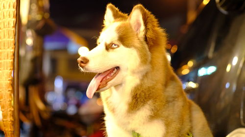 Close-up of dog looking away