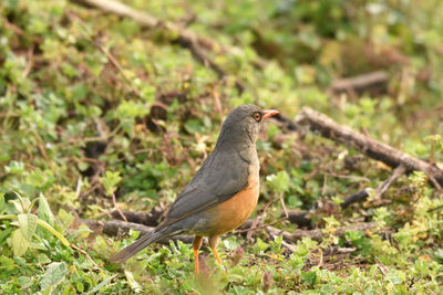 Close-up of bird perching on a field