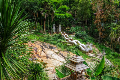 View of coconut palm trees in forest