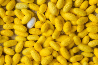 Full frame shot of yellow silkworms