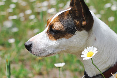 Side portrait of a jack russell terrier dog in a meadow, surrounded by tall grass and daisy flowers. 