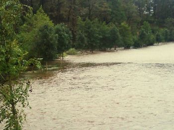 Scenic view of river flowing in forest