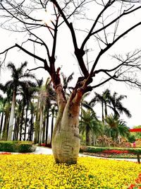 Trees and plants on field