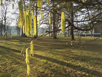 Trees on field