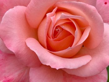 Close-up of pink rose