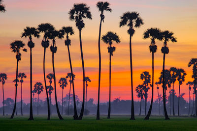 Scenic view of palm trees against sky during sunset