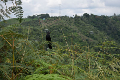 Bird on field against sky