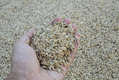 Close-up of hand holding corn