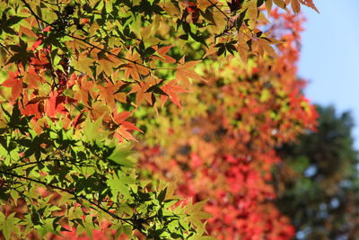 Close-up of maple leaves on tree