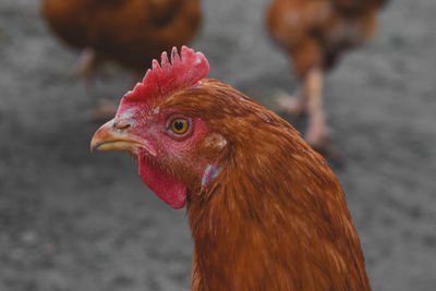 Close-up of a bird