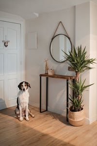 Loyal cute pet waiting for owner and sitting on floor near front door in designed flat hallway in paris