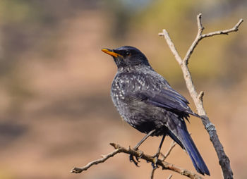 Close-up of bird perching on branch