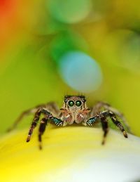 Close-up of spider