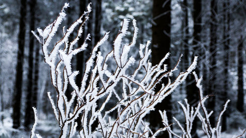 Close-up of frozen spider web on plants during winter