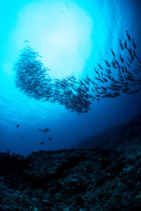 View of fish underwater