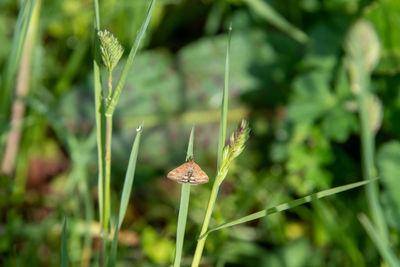 Close-up of butterfly on grass