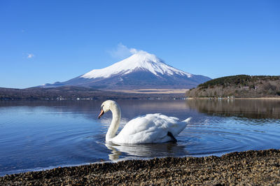 Swan in a lake