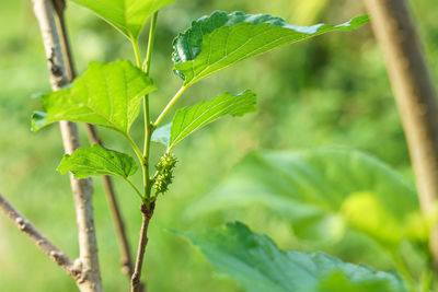 Close-up of fresh green leaves