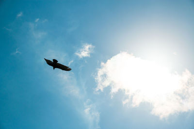 Low angle view of bird flying against blue sky