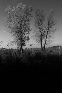 Bare tree on field against sky