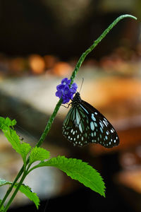Close-up of butterfly on purple flower