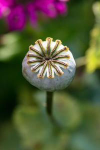 Close-up of poppy flower