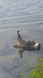 Turtle swimming in water