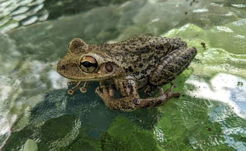 High angle view of frog swimming in lake