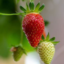 Close-up of strawberry on plant